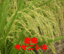 �y�V�ė\��z����17�N�@�V�ā@�T�T�j�V�L�@2�L��